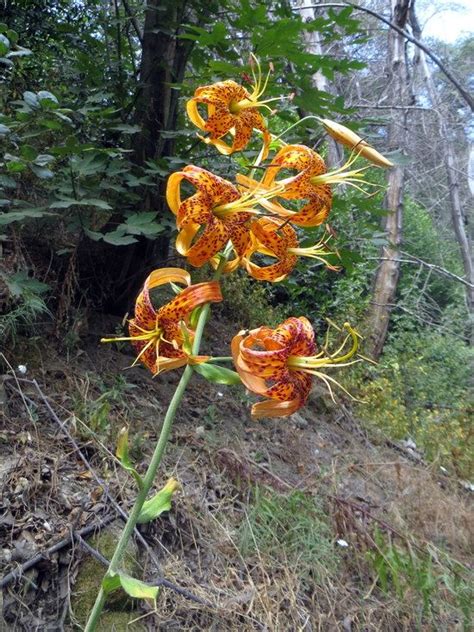 Lilium Humboldtii Ssp Ocellatum All Photos California Native Plants