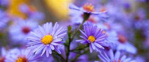 Keep Your Garden Colorful With Late Summer Blooming Perennials