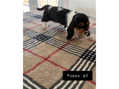 Akc Basset Hound Male Puppies For Sale Las Vegas Puppies For Sale Near Me
