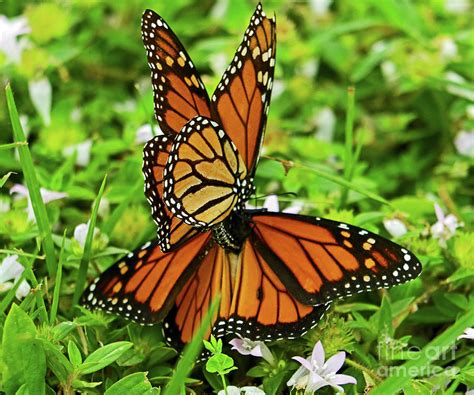 Mating Monarchs Photograph By Larry Nieland Fine Art America