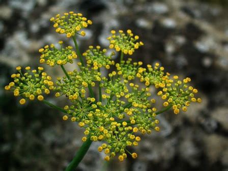 Scopri le piante mediterranee adatte a te. Finocchio selvatico coltivazione