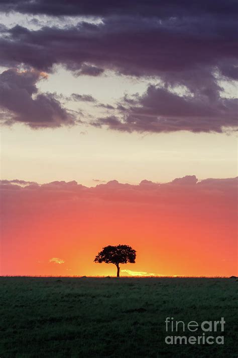Single Acacia Tree Silhouette At Sunset In The Masai Mara Kenya
