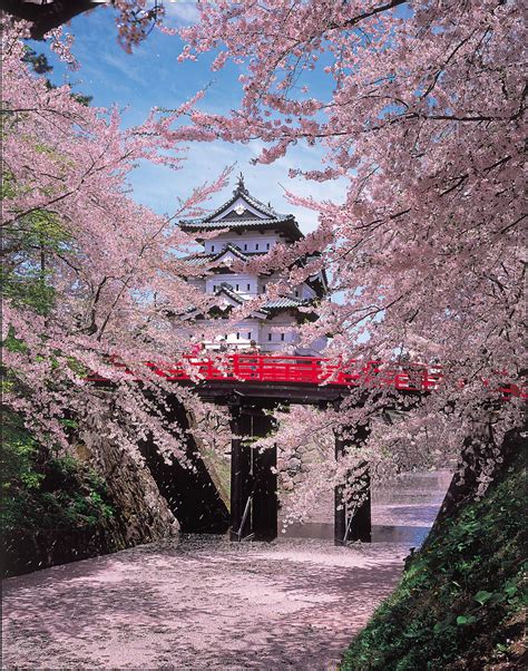 This Is Hirosaki Castle With Sakura Blossoms In Aomori Japan 弘前城 Its