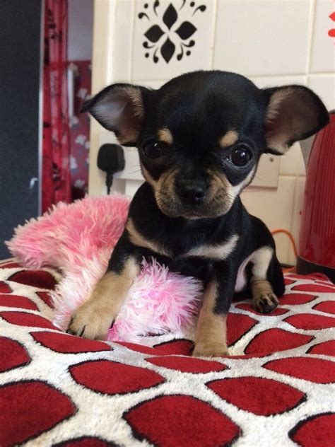 Gorgeous Tiny Kc Reg Chihuahua Girl Puppy In Welwyn Garden City