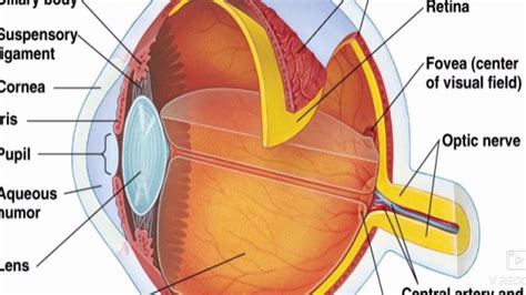 Anatomy And Physiology Of The Eye Youtube