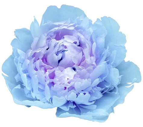 Blue Peony Flower On White Isolated Background With Clipping Path