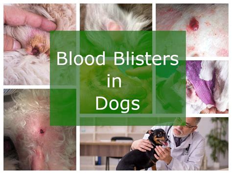 What Causes Blisters On Dogs Skin