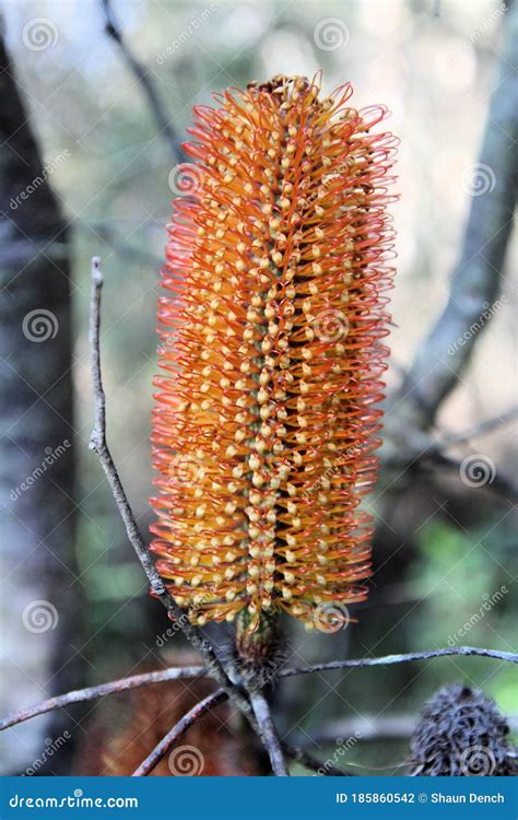 Coastal Banksia Ericifolia Flower In Bloom Stock Photo Image Of