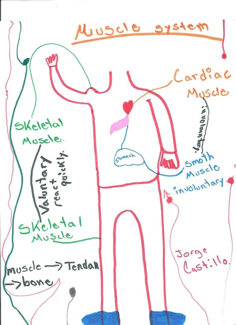 This is my favorite way to teach children about the parts of the body. Mr Schriner Science: Muscle System MindMap