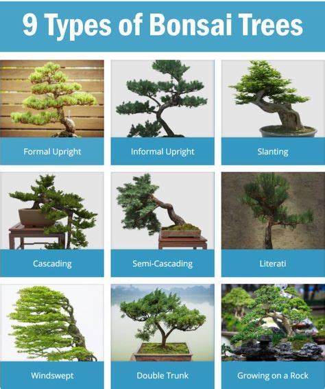 12 Bonsai Trees Ideas Bonsai Bonsai Plants Bonsai Garden