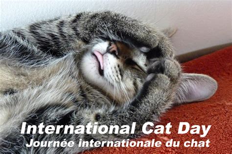 journées mondiales 8 août journée internationale du chat green valais ch