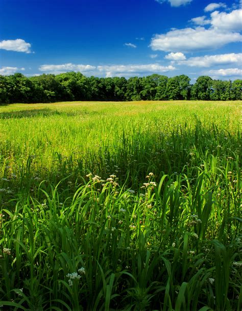 Free Images Landscape Nature Plant Sky Hiking Lawn Meadow