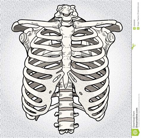 Ribcage Stock Illustration Illustration Of Anatomy Rib Cage