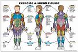 Photos of Muscle And Exercise Guide