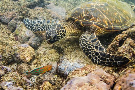 Hawaiian Green Sea Turtle Eating In Kahaluu Bay Photograph For Sale As