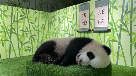 Singapores Giant Panda Cub Is Named Le Le And You Can Visit Him Now