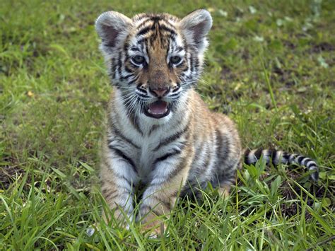 Bengal Tiger Tiger Cub Bengal Tiger And Tigers