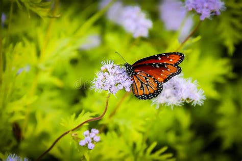 Monarch Butterfly On A Purple Flower Stock Photo Image Of Danaus