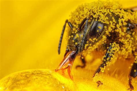 Honeybee Covered In Zucchini Pollen Macro Photos Photo Pollen