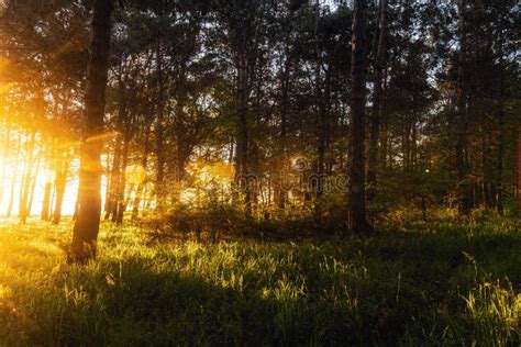 Morning Rays Of The Rising Sun In The Green Forest Stock Photo Image