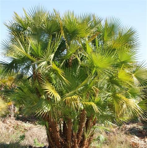 Wholesale Paurotis Palm Trees For Sale Palmco