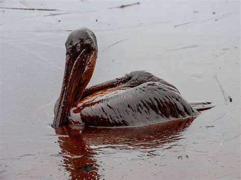 Seabird Losses From Deepwater Horizon Oil Spill Estimated At Hundreds
