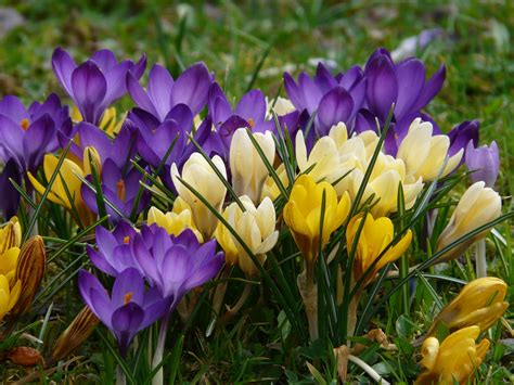 картинки луг цветок пурпурный весна Макрос ботаника Красочный Рыжих сад Закрыть