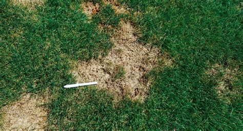 How To Scout Diagnose And Treat Summer Patch Landscape Management