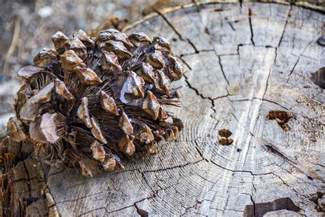 Pine Cone Free Stock Photo Public Domain Pictures