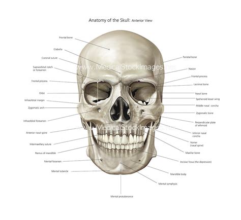 Frontal Skull Diagram Labeled Diagram Media