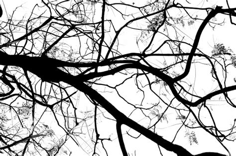 Tree Branches Free Stock Photo Public Domain Pictures