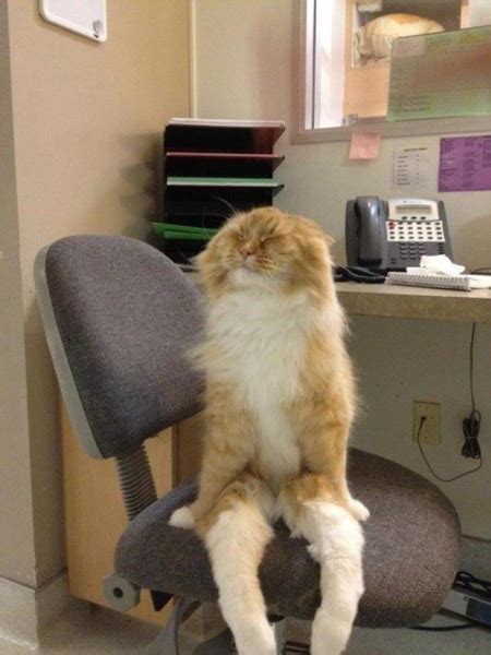 27 Cats That Have Mastered The Art Of Sitting
