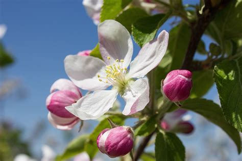 Apple Blossom Bloom · Free Photo On Pixabay