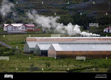 Greenhouses Heated With Geothermal Energy Near Husavík Iceland Stock