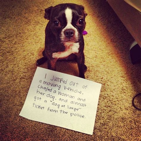 Naughty Nelson I Dont Like The Dog Shaming Trend But This