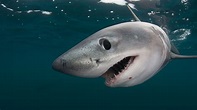 Haie im Mittelmeer sind ganz normal | WWF Blog