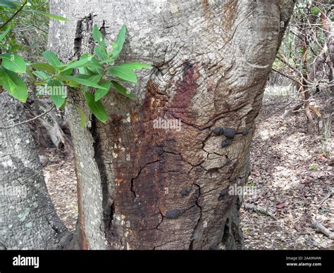 Discoloration On An Oak Tree Trunk Caused By Phytophthora Ramorum Stock