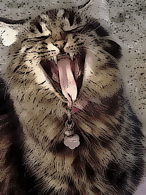 Gemalte Miauende Katze Kostenloses Stock Bild Public Domain Pictures