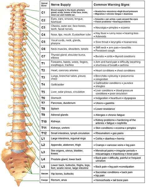 Spinal Nerve Chart Nervous System Hinterland Chiropractic
