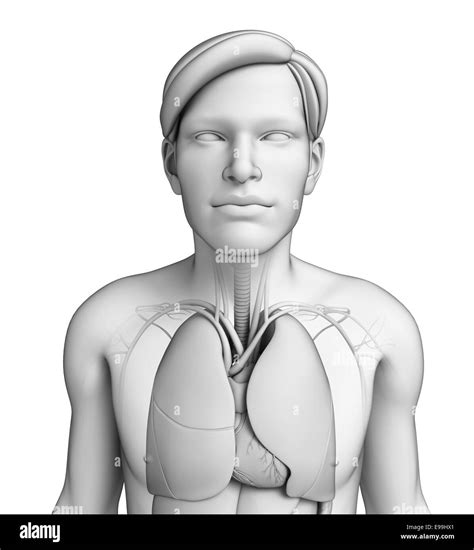 Illustration Of Human Body Respiratory System Stock Photo Alamy