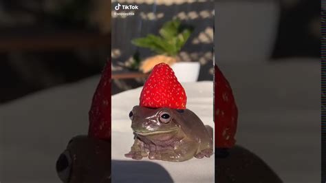 Strawberry Frog 🐸 Youtube