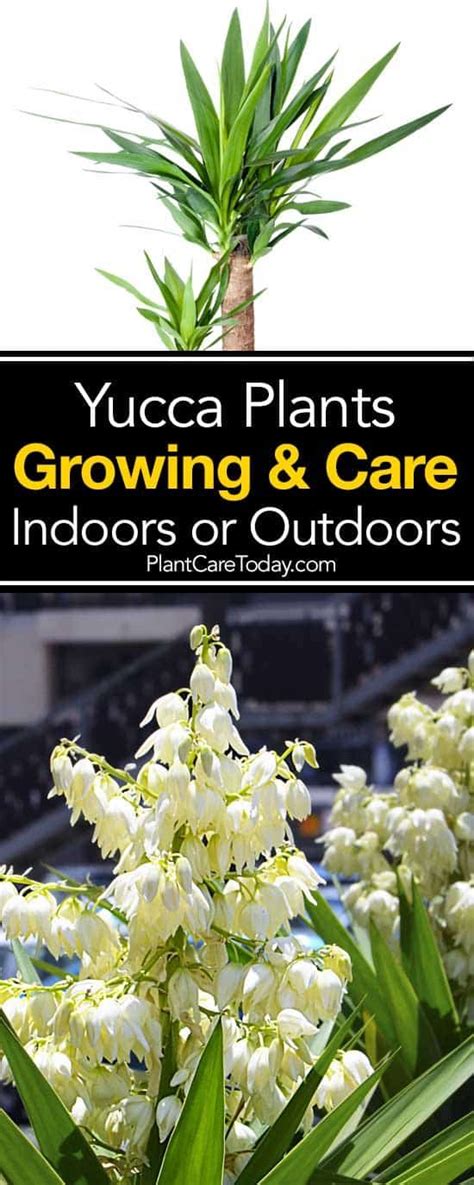 Yucca Plant Care Growing The Yucca Tree How To Yucca Plant Care