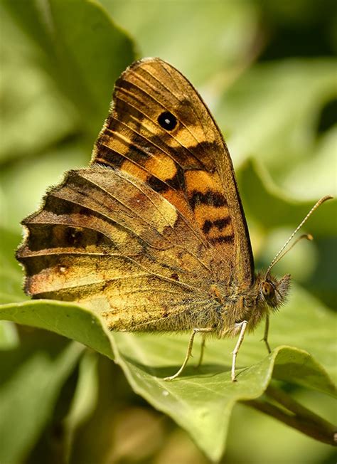 Papillons Comment Reconnaître Ces 10 Espèces Esprit Dici