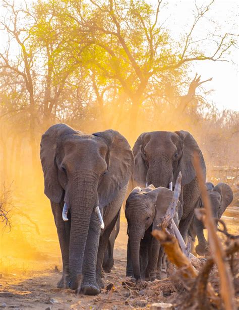 African Safari Animals Together
