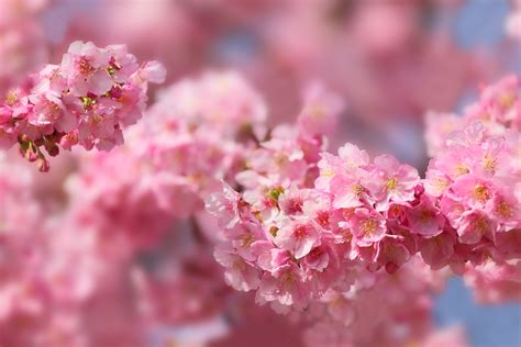 Pink sakura tree wallpaper, sunset, fantasy art, lava, trees. Sakura 5k Retina Ultra HD Wallpaper | Achtergrond ...