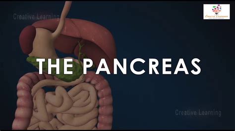 Pancreas 3d Animation Pancreas Structure And Function How Pancreas