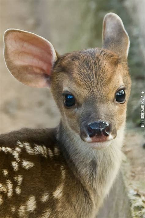 Cutest Fawn I Have Ever Seen