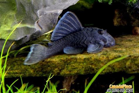 Blue Panaque Pleco Baryancistrus Beggini L239 Aquarium Fish