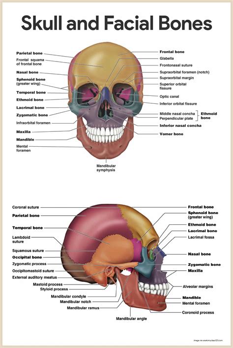 Skull Anatomy Worksheet
