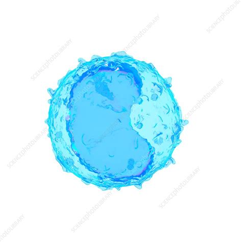 Illustration Of A Monocyte Stock Image F0236630 Science Photo